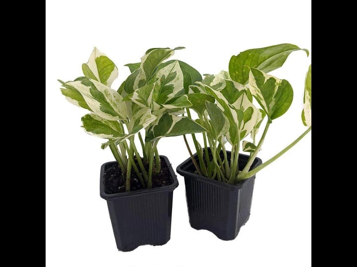 n-joy-pothos-epipremnum-aureum-2-plants-3-pots-good-in-low-light-1