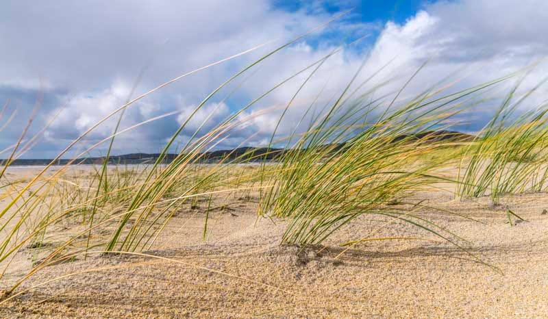 golden sand and beach grass