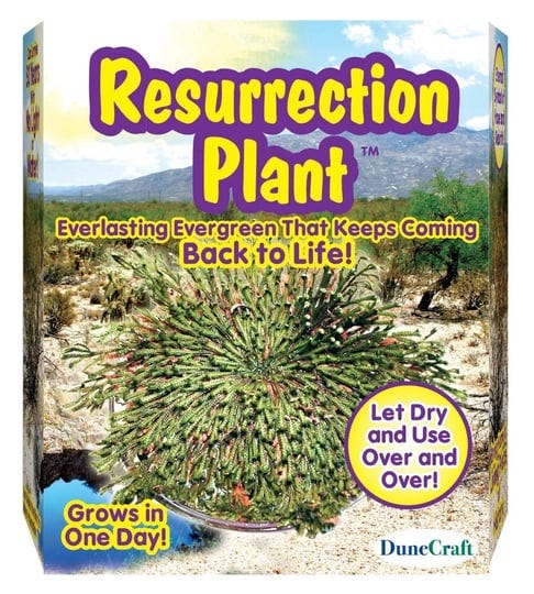 dunecraft-resurrection-plant-1