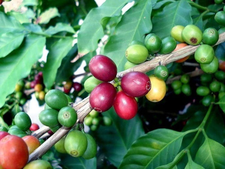 arabica-coffee-bean-plant-4-pot-grow-brew-your-own-coffee-beans-1