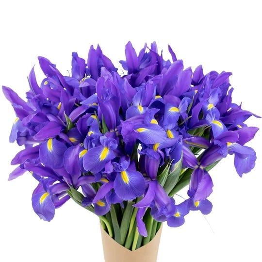 stargazer-barn-shine-bright-blue-bouquet-40-stems-of-telstar-iris-1