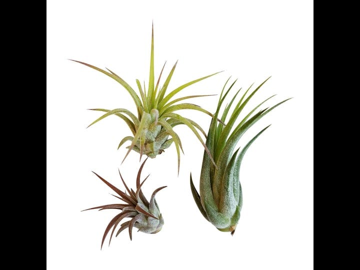 it-blooms-rainforest-grown-3-pack-ionantha-air-plants-assorted-sizes-live-tillandsia-1-to-3-inches-4