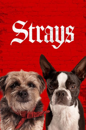 strays-4303321-1