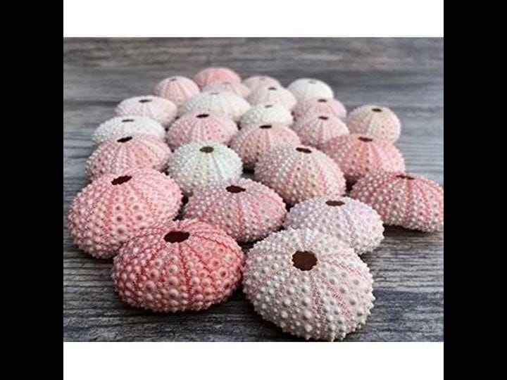 sea-urchin-25-pink-sea-urchin-shell-25-pink-sea-urchin-shells-for-craft-and-decor-nautical-crush-tra-1