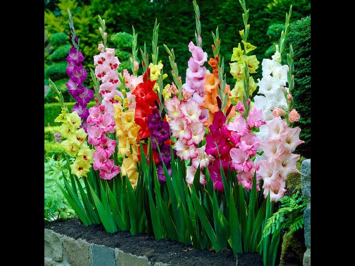 garden-state-bulb-10-12cm-gladiolus-rainbow-mix-flower-bulbs-bag-of-26