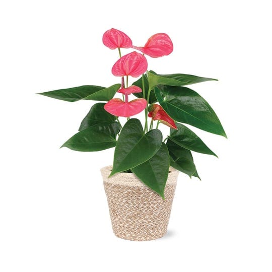 just-add-ice-ja5111-pink-anthurium-in-cream-boho-ivo-jute-pottery-live-indoor-plant-ever-blooming-fl-1