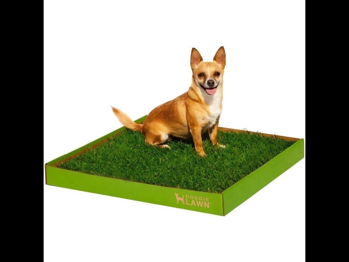 doggielawn-real-grass-puppy-pee-pads-24-x-24-inches-perfect-indoor-litter-box-for-dogs-no-mess-easy--1