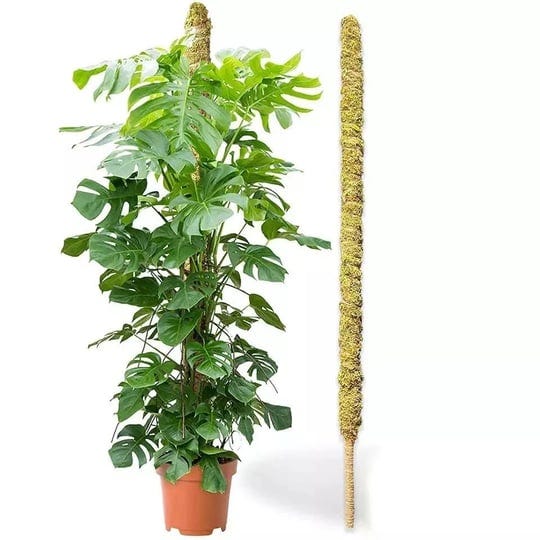 bloom-pole-42-inches-moss-pole-for-plants-monstera-bendable-and-100-natural-handmade-moss-poles-for--1