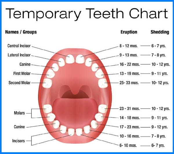 Eruption of Baby Teeth Chart