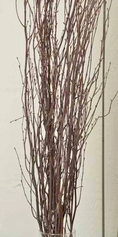 Birch Tree Branches Decoration Pack (Case of 120) by Dried Decor | Image