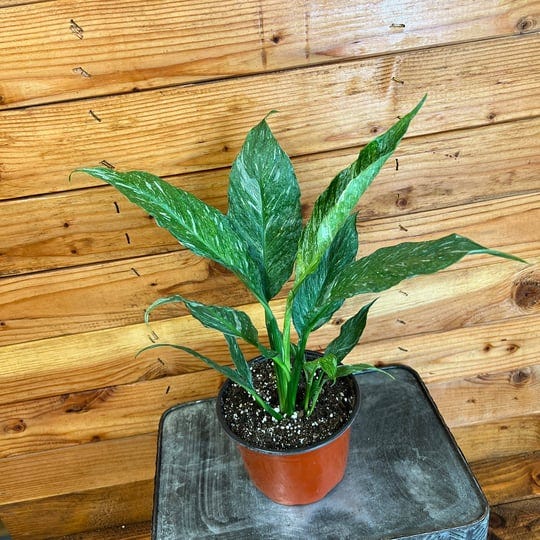 spathiphyllum-domino-6-plant-1