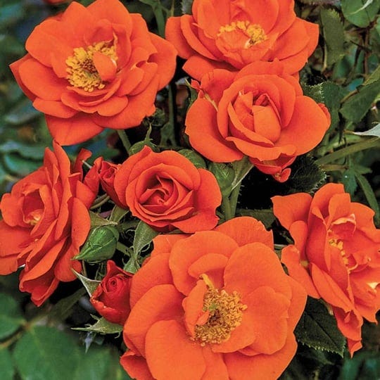 spring-hill-nurseries-1-pack-in-bare-root-orange-flowering-all-a-twitter-hybrid-tea-rose-86282-1
