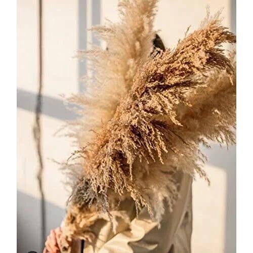 Natural Dried Pampas Grass - Tall, Large, and Fluffy (40
