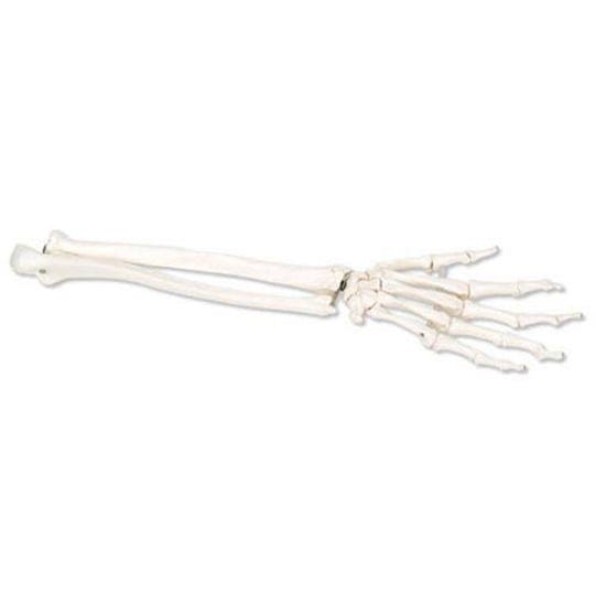 3b-scientific-loose-hand-skeleton-model-with-ulna-and-radius-1