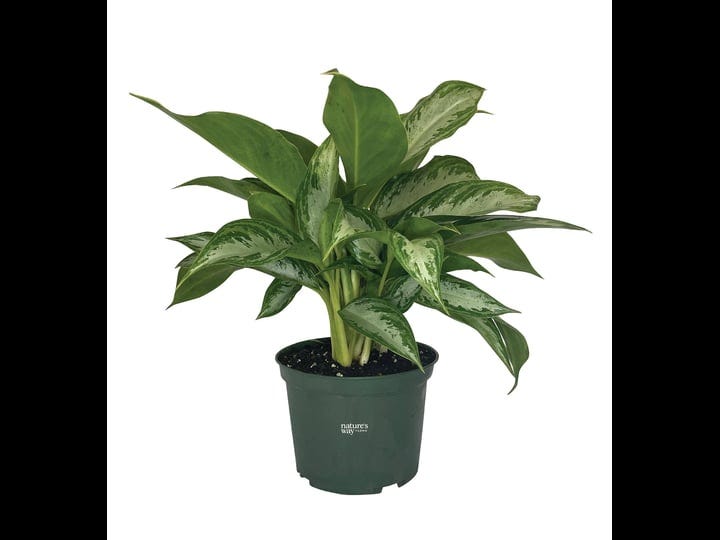 natures-way-farms-aglaonema-crystal-bay-8-15-inches-tall-in-growers-pot-green-1