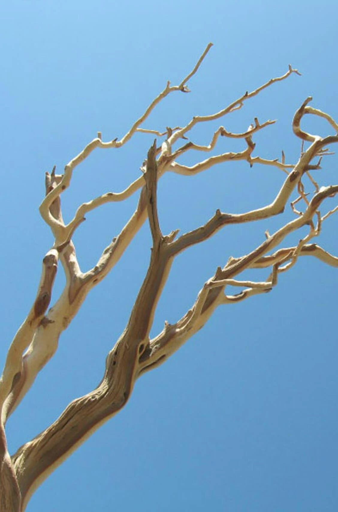Natural Manzanita Tree Branch - 21-38in Sanded | Image