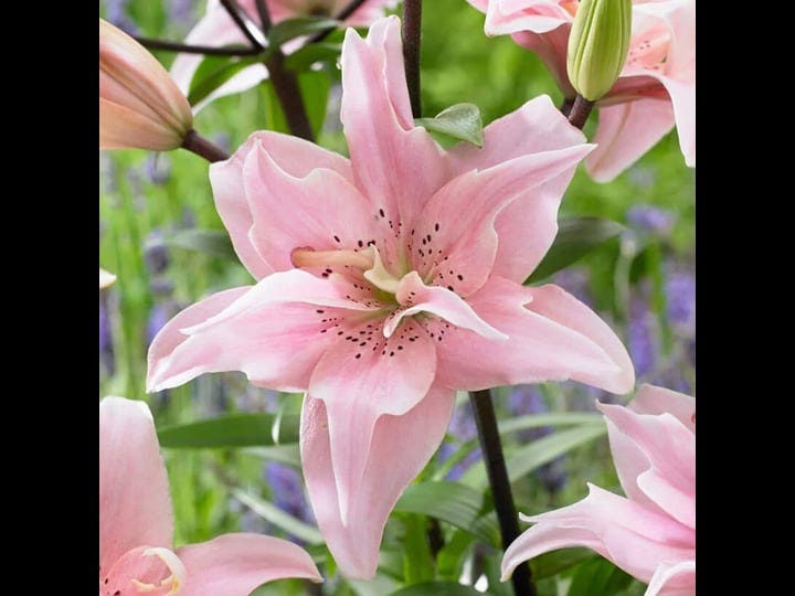 vigoro-14-16cm-double-elodie-asiatic-lily-flower-bulbs-bag-of-5