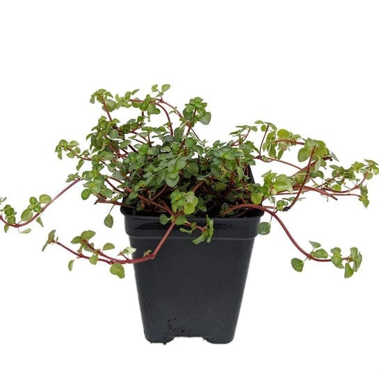blue-angel-trailing-pilea-houseplant-terrarium-fairy-garden-2-5-pot-1