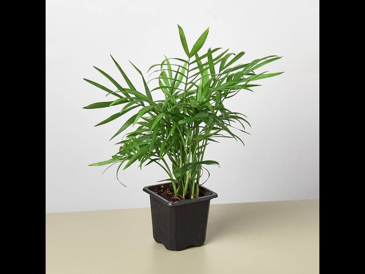 parlor-palm-3-pot-nursery-pot-1