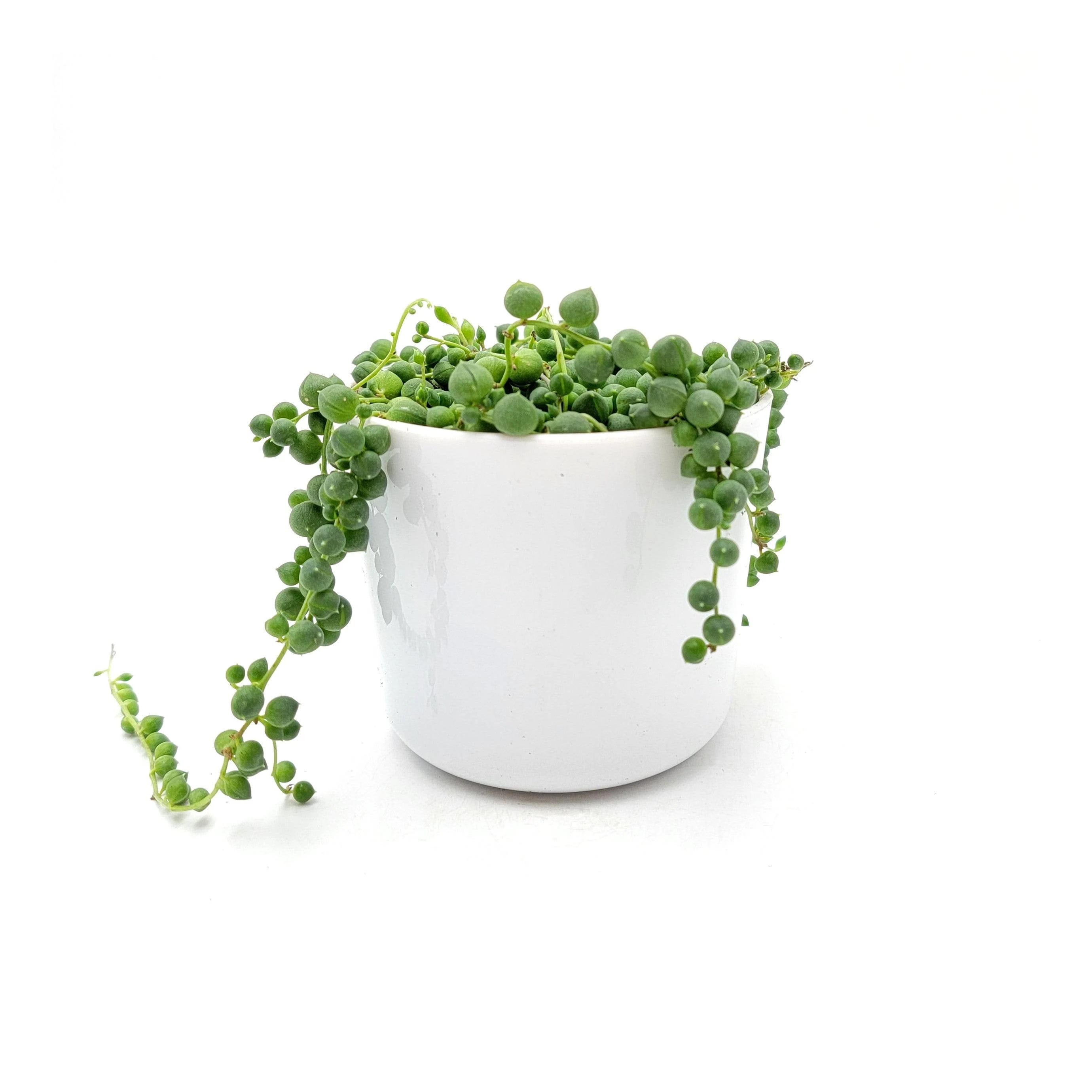 Hanging Succulent String of Pearls Plant with 4 Decorative Pot | Image