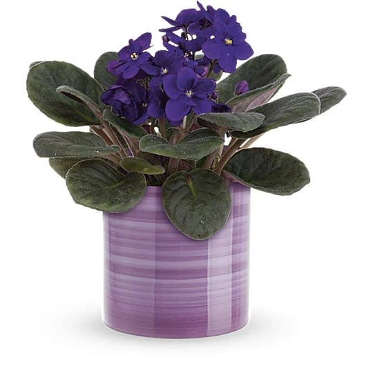 purple-mixed-bouquets-splendid-violets-same-day-flower-delivery-by-teleflora-1