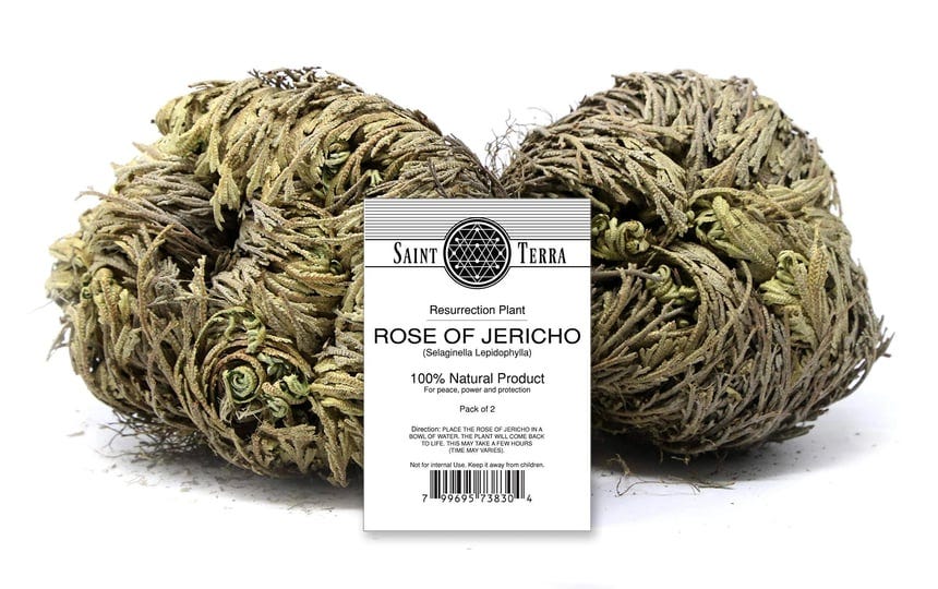 saint-terra-rose-of-jericho-flower-the-resurrection-plant-pack-of-2-1