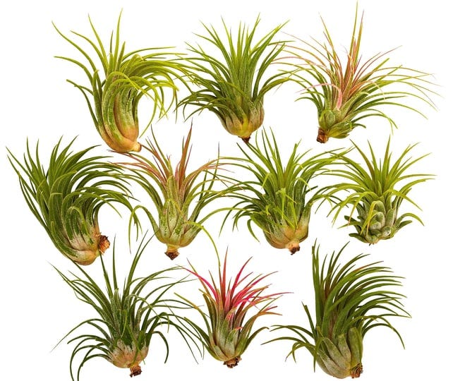 it-blooms-10-pack-assorted-ionantha-air-plants-1