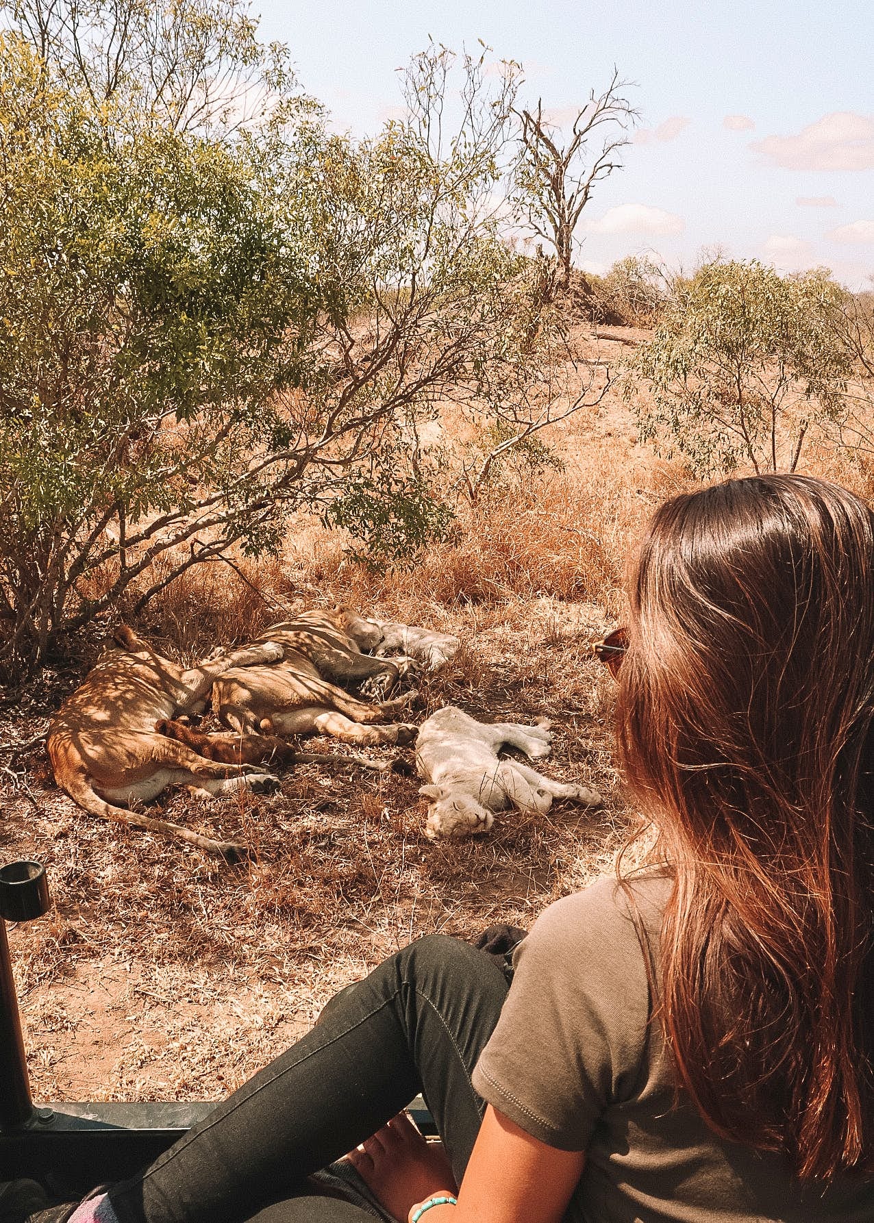 A shot from above looking down on Geri Moore sitting in an open-topped and open-sided 4WD next to a pride of sleeping lions, complete with white cub.