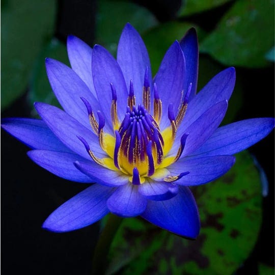 planterest-nymphaea-king-blue-hardy-water-lily-rhizome-live-aquarium-plant-buy2get1free-1