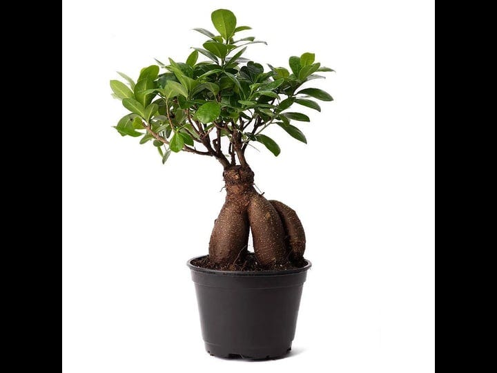 american-plant-exchange-ficus-ginseng-microcarpa-easy-care-4-year-old-bonsai-tree-live-plant-6-pot-i-1
