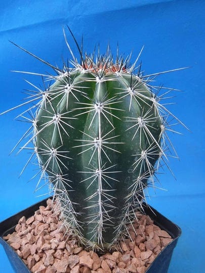 tucson-tools-saguaro-cactus-6-to-10-tall-8-to-10-years-old-shipped-bare-root-1