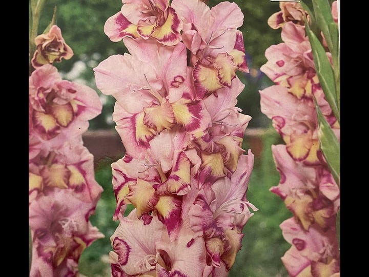 quepo-large-flowering-gladiolus-10-bulbs-12-14-cm-bulbs-1