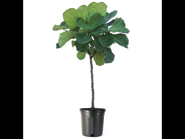 american-plant-exchange-fiddle-leaf-fig-standard-tree-10-inch-pot-live-easy-care-plant-3-5-4ft-tall--1