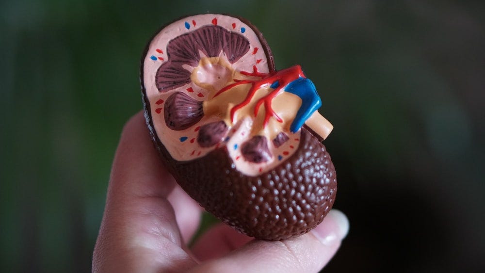 A kidney medical model.