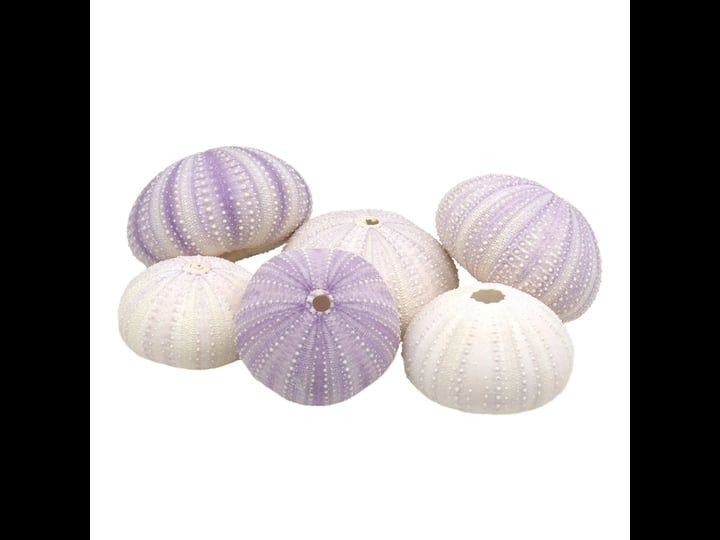 cys-excel-purple-white-mix-sea-urchin-seashells-approx-26-pcs-multiple-color-choices-jellyfish-air-p-1