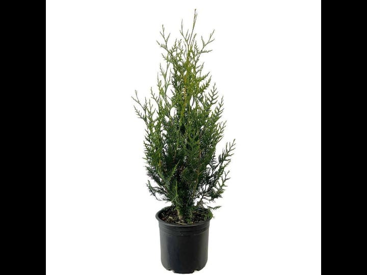 2-25-gal-dwarf-western-red-cedar-virescens-live-shrub-1