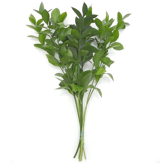 rumhora-greens-1-one-bunch-of-fresh-and-natural-israeli-ruscus-pack-of-10-stems-in-each-bunch-10-ste-1