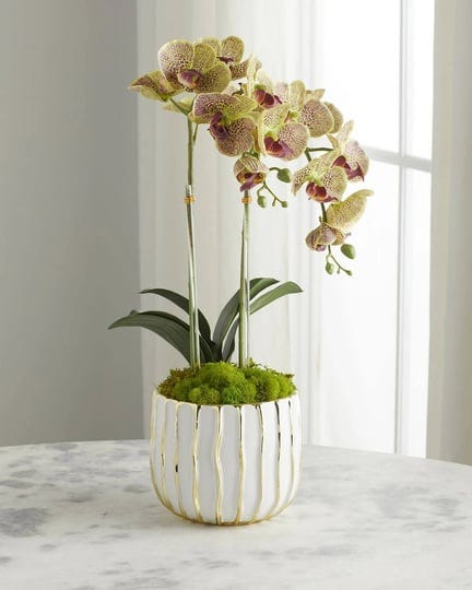 t-c-floral-company-white-orchid-in-white-gold-pot-green-1