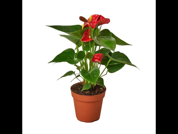 red-anthurium-live-plant-4-pot-1