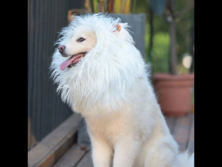 onmygogo-lion-mane-wig-for-dogs-with-ears-funny-pet-costumes-for-halloween-christmas-size-m-white-1
