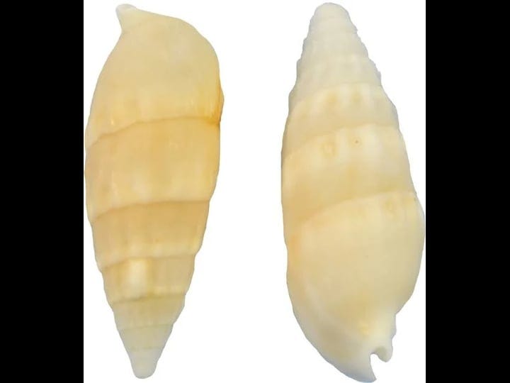 white-cerithium-craft-shells-bag-1-5-2-1-gallon-1