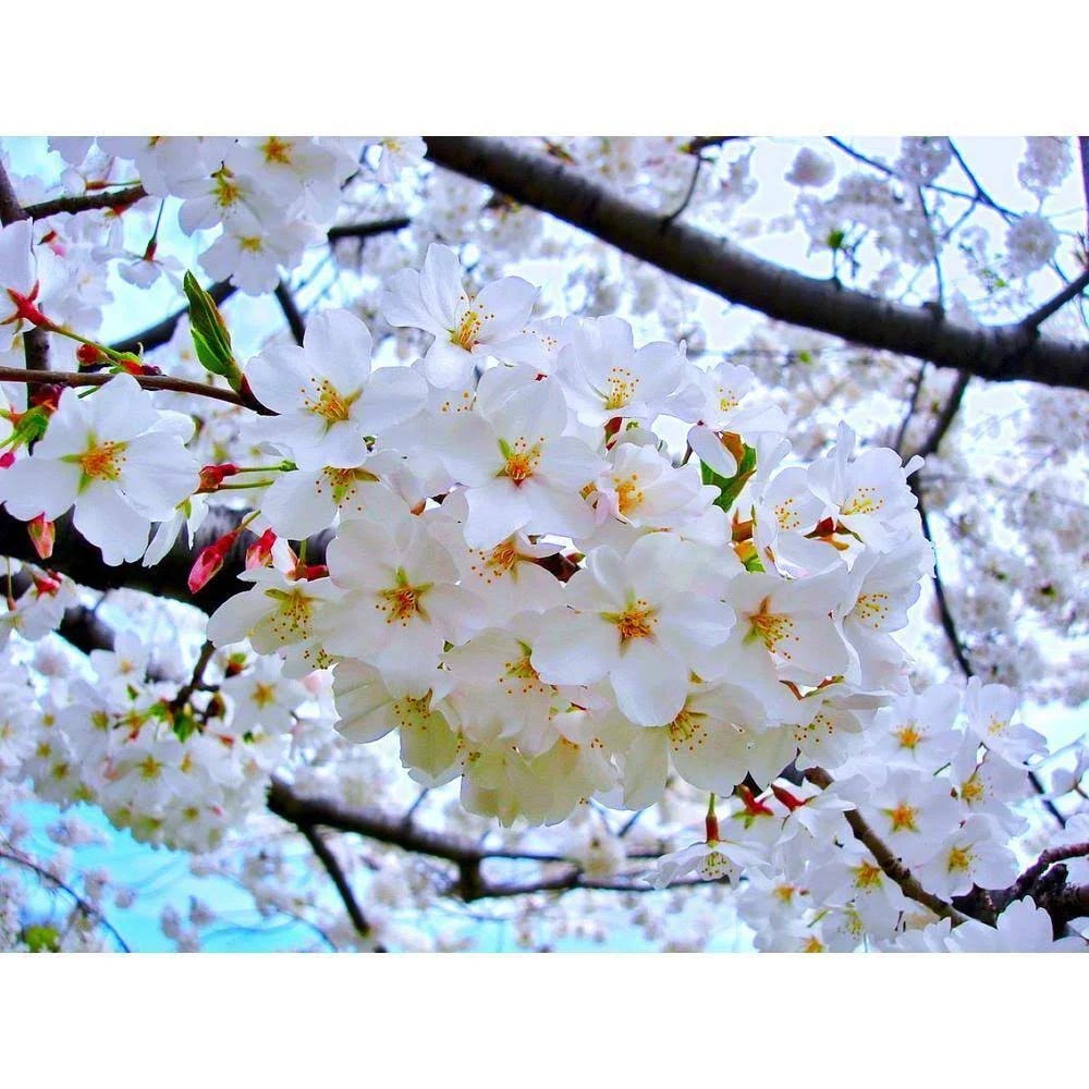 Yoshino Cherry Blossom Tree: Fast-Growing, Almond-Scented Flowers for Spring | Image