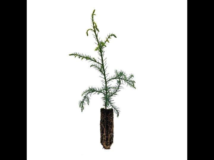 japanese-cedar-medium-tree-seedling-the-jonsteen-company-1