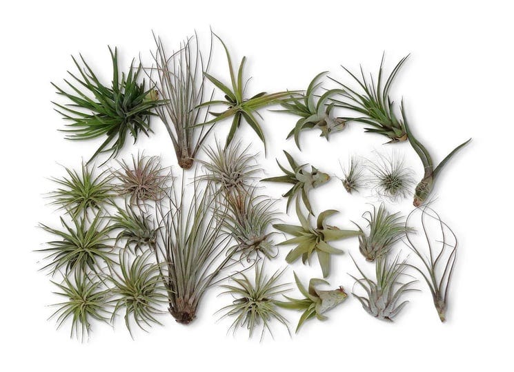 cts-air-plants-24-pack-tillandsia-assortment-air-plants-as-is-1