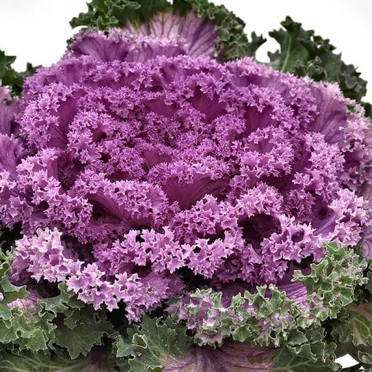 ornamental-kale-nagoya-rose-f1-seed-raw-50-seeds-untreated-1