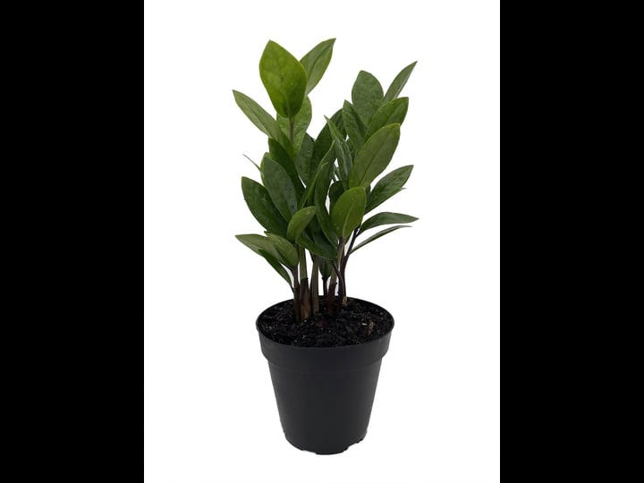 rare-zz-plant-zamioculcas-zamiifolia-easy-to-grow-house-plant-4-pot-1