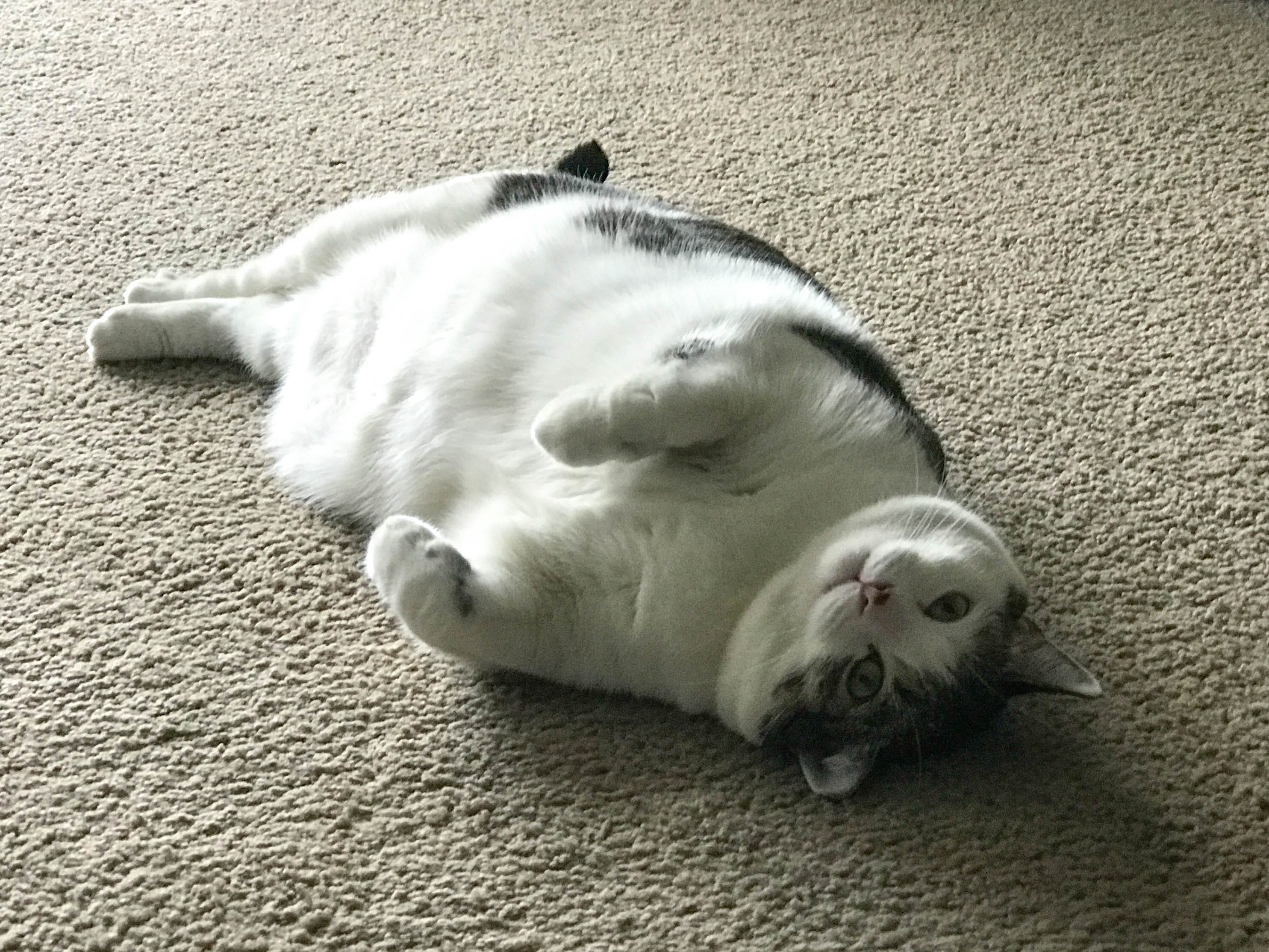 Um gato gordo deitado no chão, de barriga para cima.