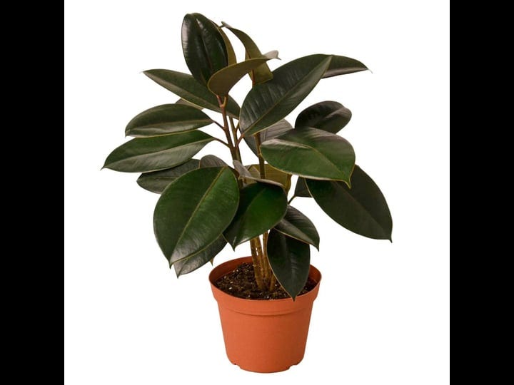 ficus-elastica-burgundy-6-pot-1