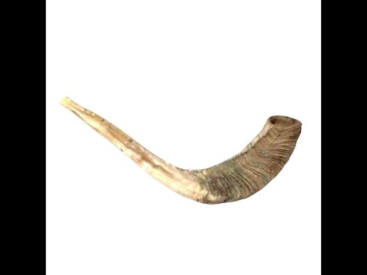 traditional-israeli-kosher-shofar-1012-odorless-rams-horn-shofar-smooth-1