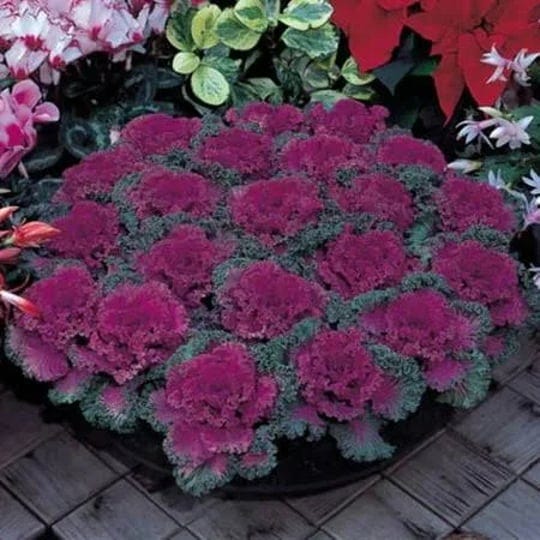 ornamental-kale-nagoya-red-f1-seed-raw-50-seeds-untreated-1